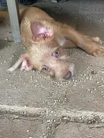 Güero , a male Yorkshire Terrier and Chorkie for sale in Apple Valley, CA – 1 of 6