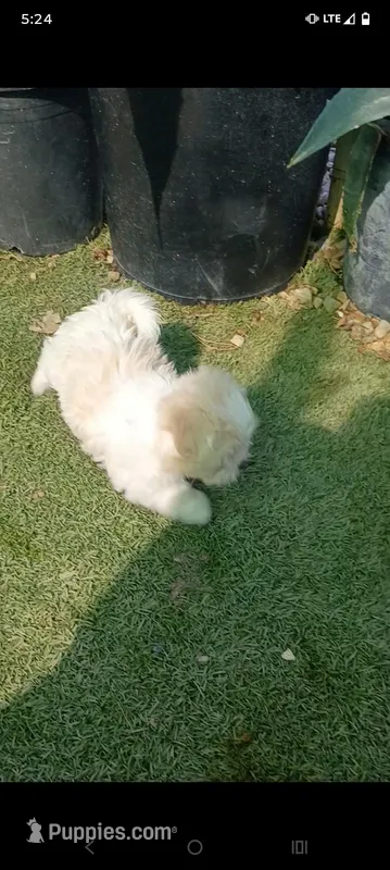 Arenita, a female Maltipoo for sale in Apple Valley, CA – Photo 1 of 5