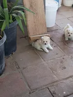 Arenita, a female Maltipoo for sale in Apple Valley, CA – Photo 2 of 5