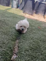 Arenita, a female Maltipoo for sale in Apple Valley, CA – Photo 5 of 5