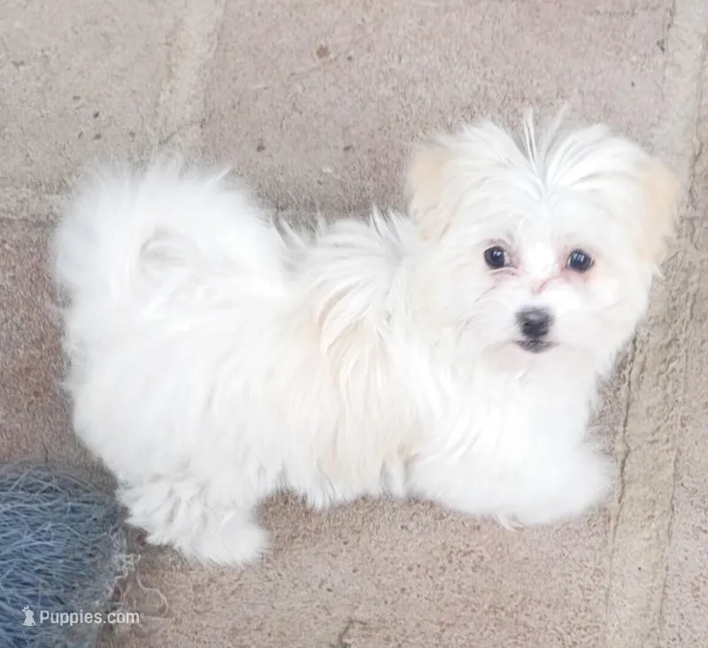 Arenita – Maltipoo puppy for sale in Apple Valley, CA