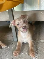 Güero , a male Yorkshire Terrier and Chorkie for sale in Apple Valley, CA – 4 of 6