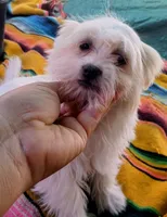 Lucy, a female Maltipoo for sale in Apple Valley, CA – Photo 7 of 9