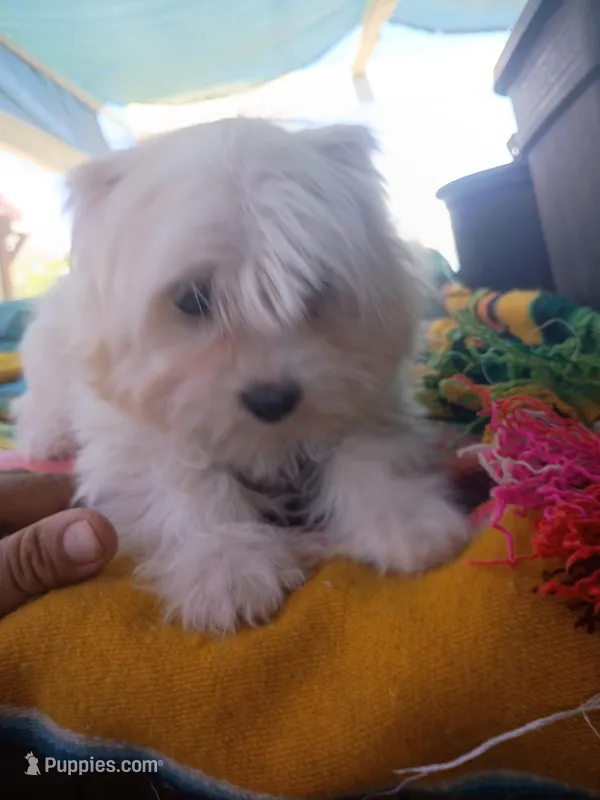 Lucy, a female Maltipoo for sale in Apple Valley, CA – Photo 1 of 9