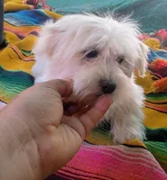 Lucy, a female Maltipoo for sale in Apple Valley, CA – Photo 9 of 9