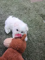 Tobie, a male Maltipoo for sale in Apple Valley, CA – Photo 2 of 4