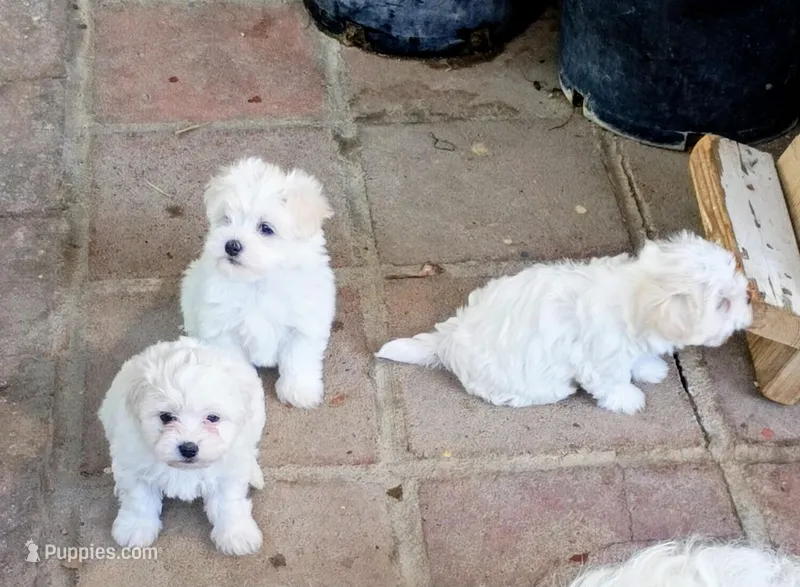 Tobie, a male Maltipoo for sale in Apple Valley, CA – Photo 1 of 4