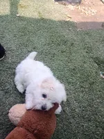 Tobie, a male Maltipoo for sale in Apple Valley, CA – Photo 4 of 4