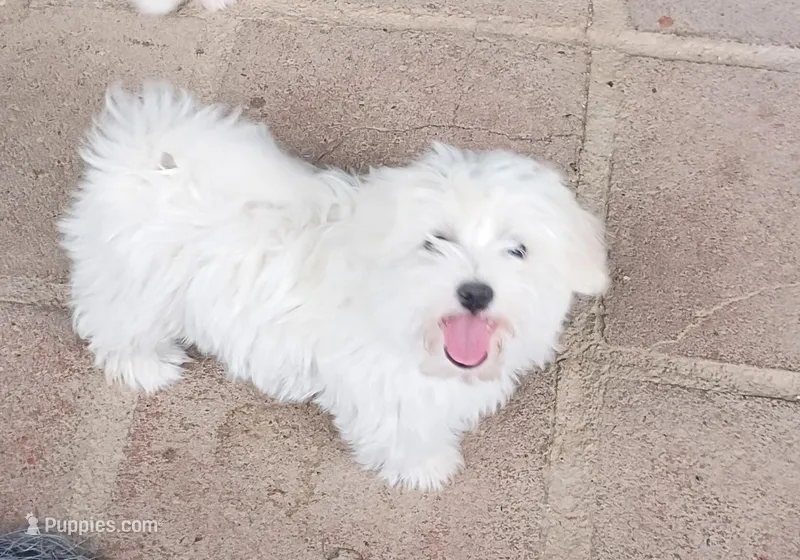 Tobie – Maltipoo puppy for sale in Apple Valley, CA