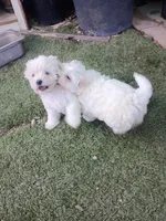 Tobie, a male Maltipoo for sale in Apple Valley, CA – Photo 3 of 4