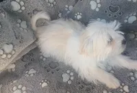 Princess , a female Maltipoo and Maltese for sale in Apple Valley, CA – Photo 3 of 7