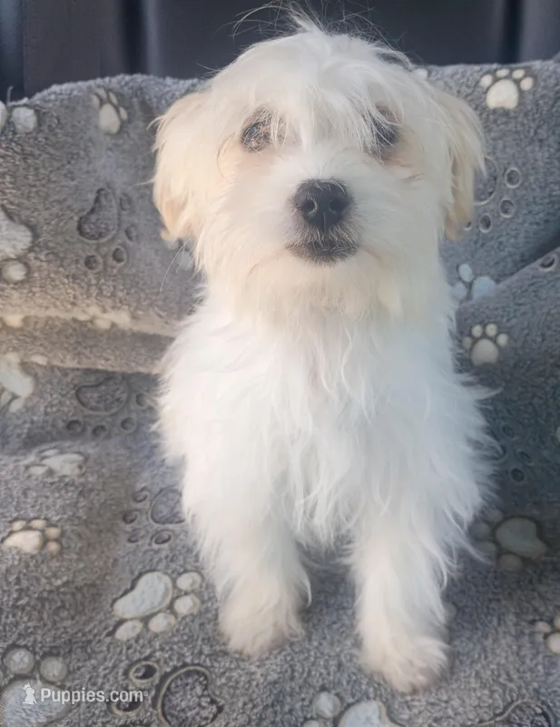 Princess , a female Maltipoo and Maltese for sale in Apple Valley, CA – Photo 1 of 7