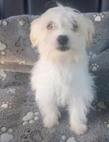 Princess , a female Maltipoo and Maltese for sale in Apple Valley, CA – Photo 1 of 7
