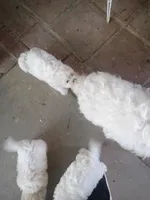 Charlie, a male Maltese for sale in Apple Valley, CA – Photo 2 of 7