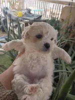 Oso, a male Maltipoo for sale in Apple Valley, CA – Photo 3 of 10