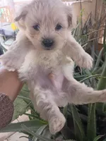 Oso, a male Maltipoo for sale in Apple Valley, CA – Photo 9 of 10