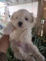 Oso, a male Maltipoo for sale in Apple Valley, CA – Photo 2 of 10