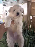 Oso, a male Maltipoo for sale in Apple Valley, CA – Photo 4 of 10