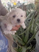 Oso, a male Maltipoo for sale in Apple Valley, CA – Photo 8 of 10