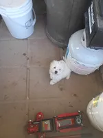 Charlie, a male Maltese for sale in Apple Valley, CA – Photo 3 of 7