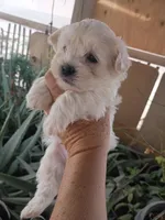 Oso, a male Maltipoo for sale in Apple Valley, CA – Photo 5 of 10