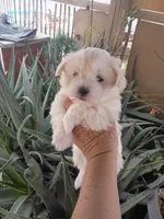 Oso, a male Maltipoo for sale in Apple Valley, CA – Photo 10 of 10