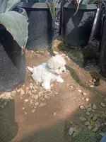 Charlie, a male Maltese for sale in Apple Valley, CA – Photo 7 of 7