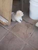 Charlie, a male Maltese for sale in Apple Valley, CA – Photo 4 of 7