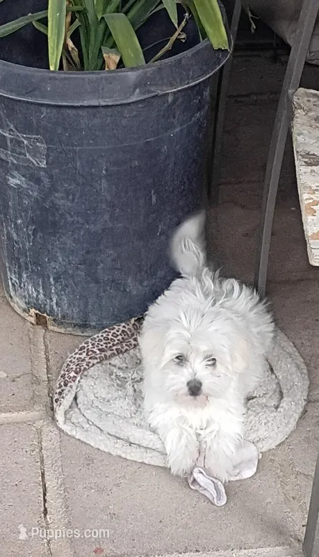 Tobie – Maltipoo puppy for sale in Apple Valley, CA