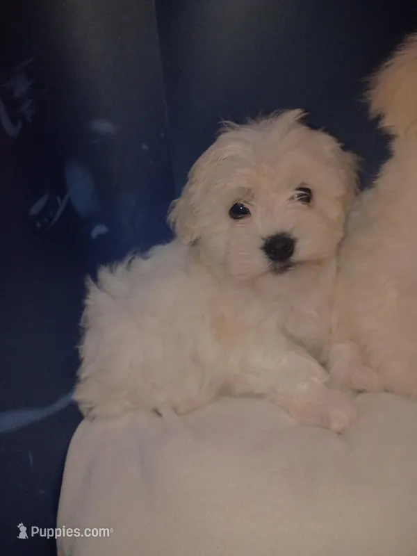 Charlie – Maltese puppy for sale in Apple Valley, CA