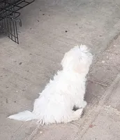 Tobie, a male Maltipoo for sale in Apple Valley, CA – Photo 3 of 4