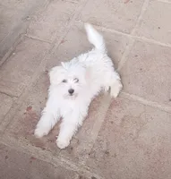 Tobie, a male Maltipoo for sale in Apple Valley, CA – Photo 4 of 4