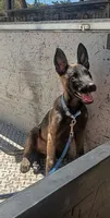 Belgi , a male Belgian Malinois for sale in Apple Valley, CA – 2 of 9
