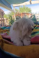 Lucy, a female Maltipoo for sale in Apple Valley, CA – Photo 5 of 9