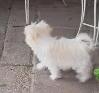Lucy, a female Maltipoo for sale in Apple Valley, CA – Photo 3 of 9
