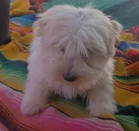 Lucy, a female Maltipoo for sale in Apple Valley, CA – Photo 4 of 9