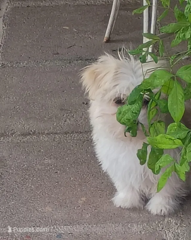 Lucy – Maltipoo puppy for sale in Apple Valley, CA