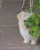 Lucy, a female Maltipoo for sale in Apple Valley, CA – Photo 2 of 9