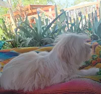 Lucy, a female Maltipoo for sale in Apple Valley, CA – Photo 8 of 9