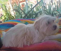 Lucy, a female Maltipoo for sale in Apple Valley, CA – Photo 6 of 9