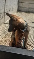 Belgi , a male Belgian Malinois for sale in Apple Valley, CA – 6 of 9