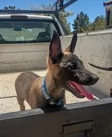 Belgi , a male Belgian Malinois for sale in Apple Valley, CA – 9 of 9