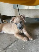 Tobie, a male Yorkshire Terrier and Chorkie for sale in Apple Valley, CA – 2 of 6