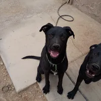 Max, a male Australian Shepherd and Labrador Retriever for sale in Apple Valley, CA – Photo 1 of 4