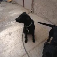 Max, a male Australian Shepherd and Labrador Retriever for sale in Apple Valley, CA – Photo 2 of 4