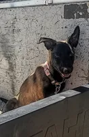 Mali, a female Belgian Malinois for sale in Apple Valley, CA – 4 of 6
