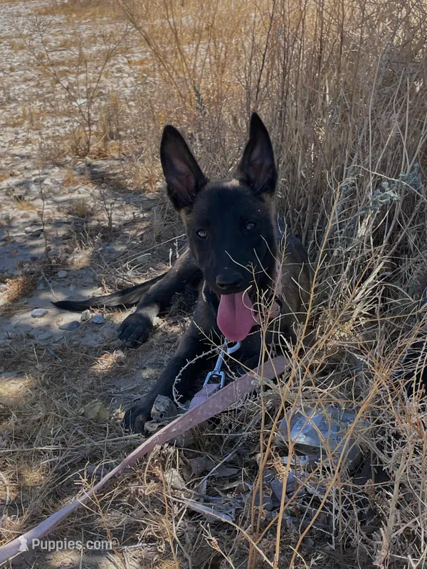 Mali – Belgian Malinois puppy for sale in Apple Valley, CA