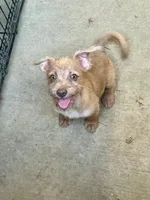 Güero , a male Yorkshire Terrier and Chorkie for sale in Apple Valley, CA – 3 of 6