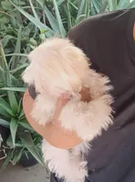 Charlie, a male Maltipoo for sale in Apple Valley, CA – Photo 8 of 10