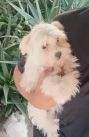 Charlie, a male Maltipoo for sale in Apple Valley, CA – Photo 7 of 10